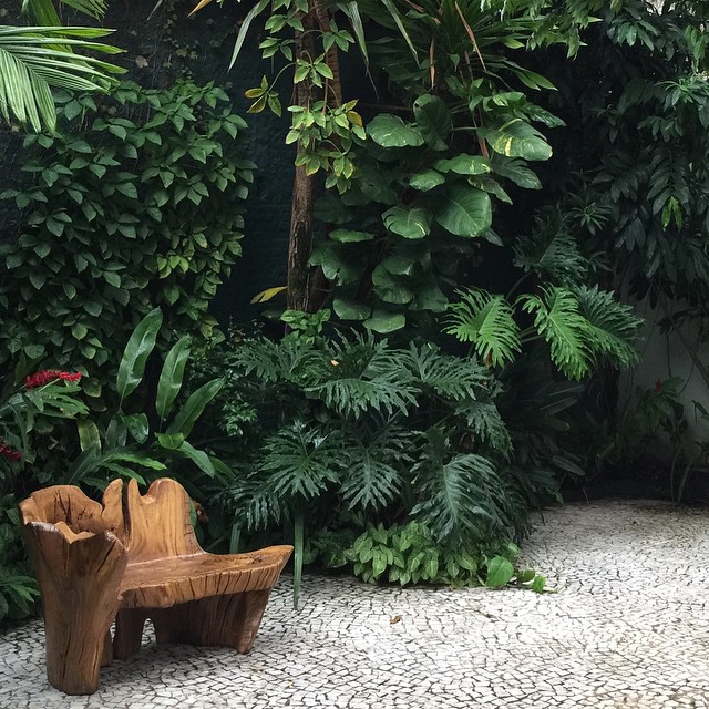 plantas para jardim de inverno