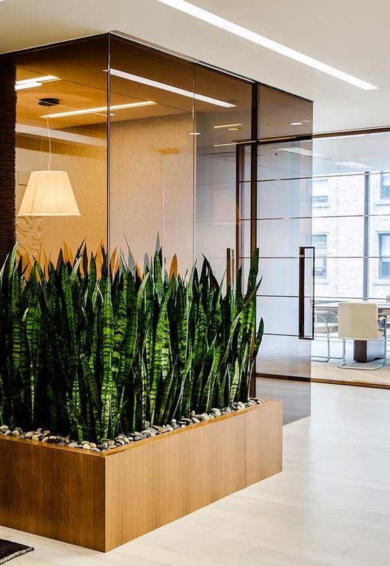 plantas para jardim de inverno
