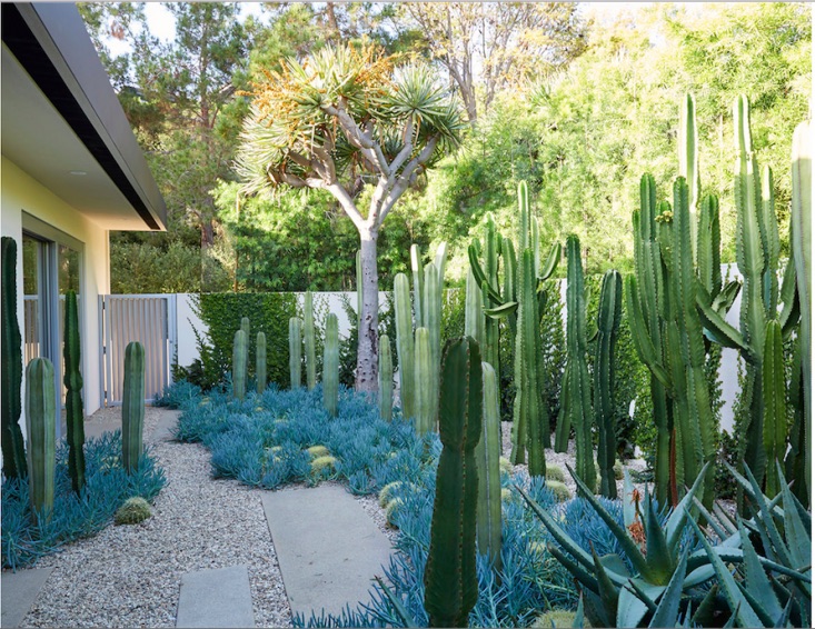 plantas para jardim de inverno